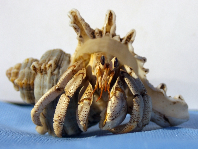 Decapoda - Hermit crab
